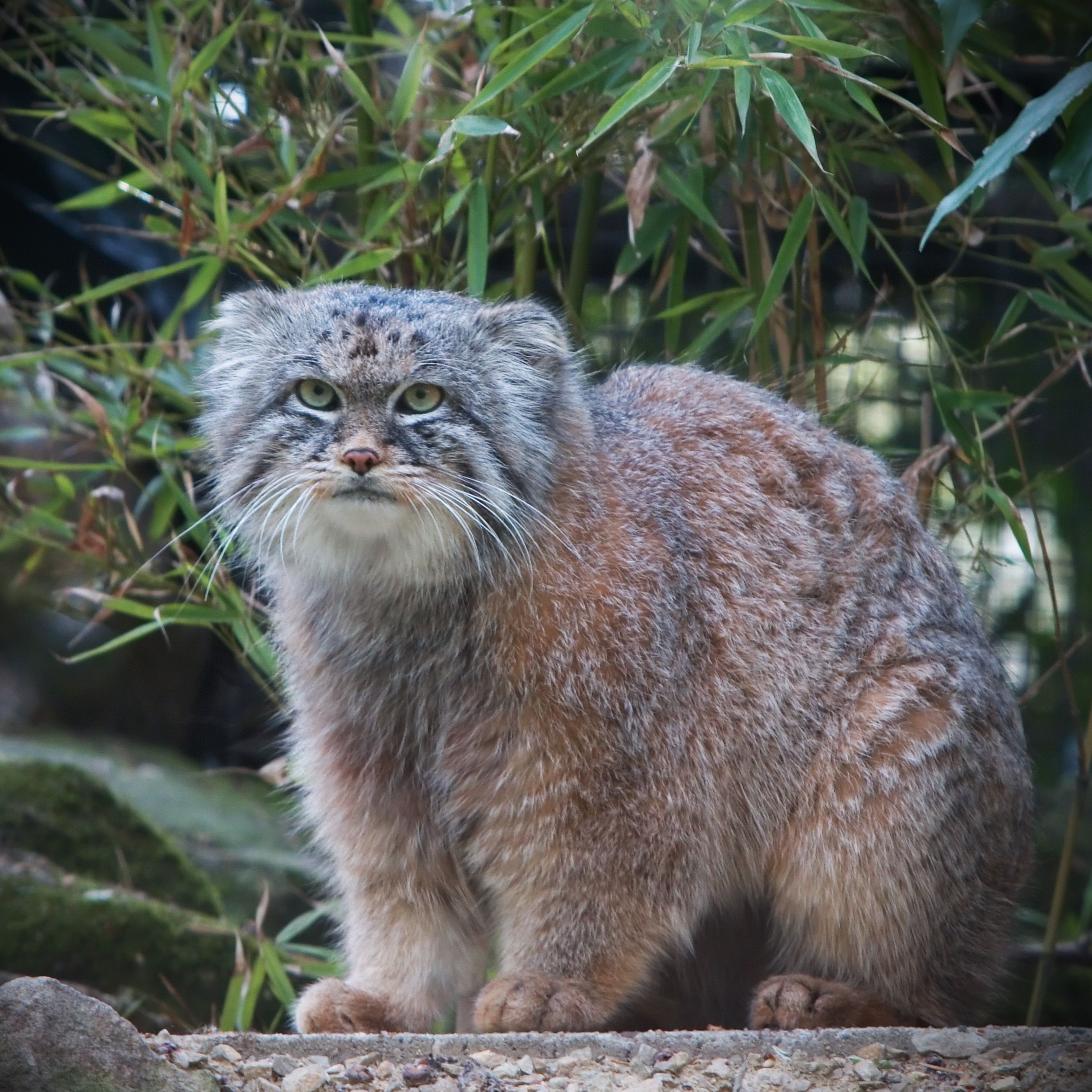 pallas's cat.jpg